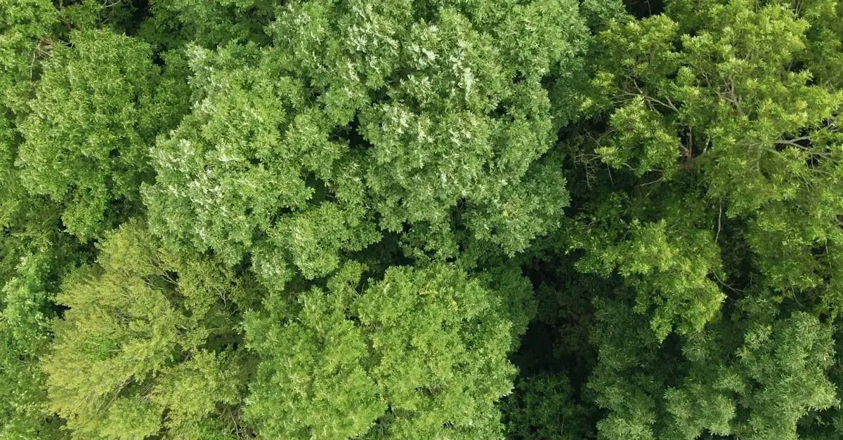 green-trees-birds-eye-view
